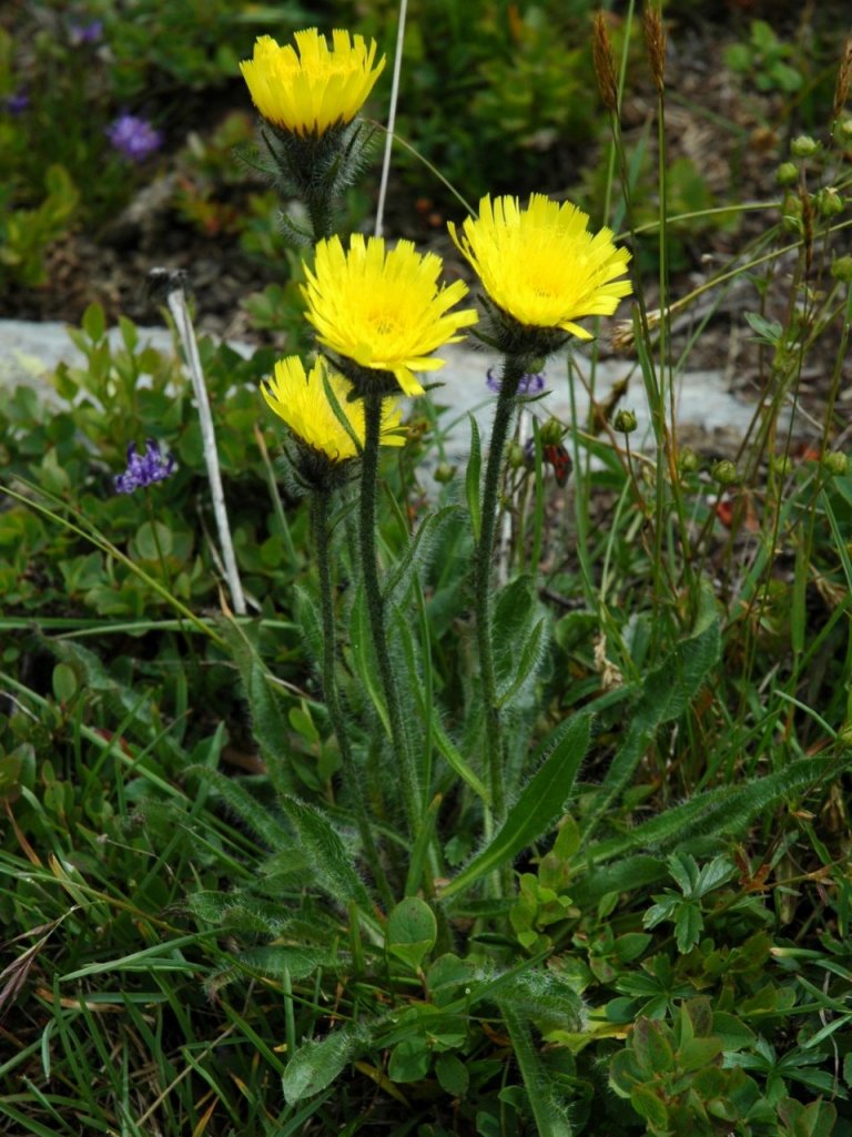 Hieracium alpinum / Sparviere alpino